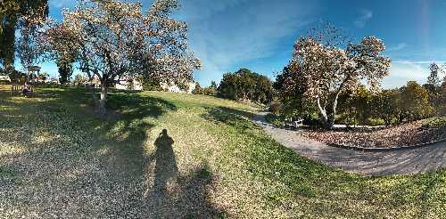 -Huntington Library bamboo forest